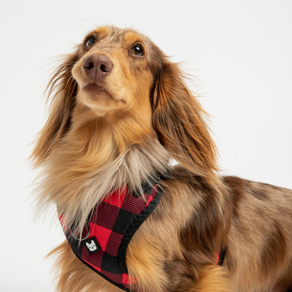 Arnés para perros de popelina - Cuadros rojos