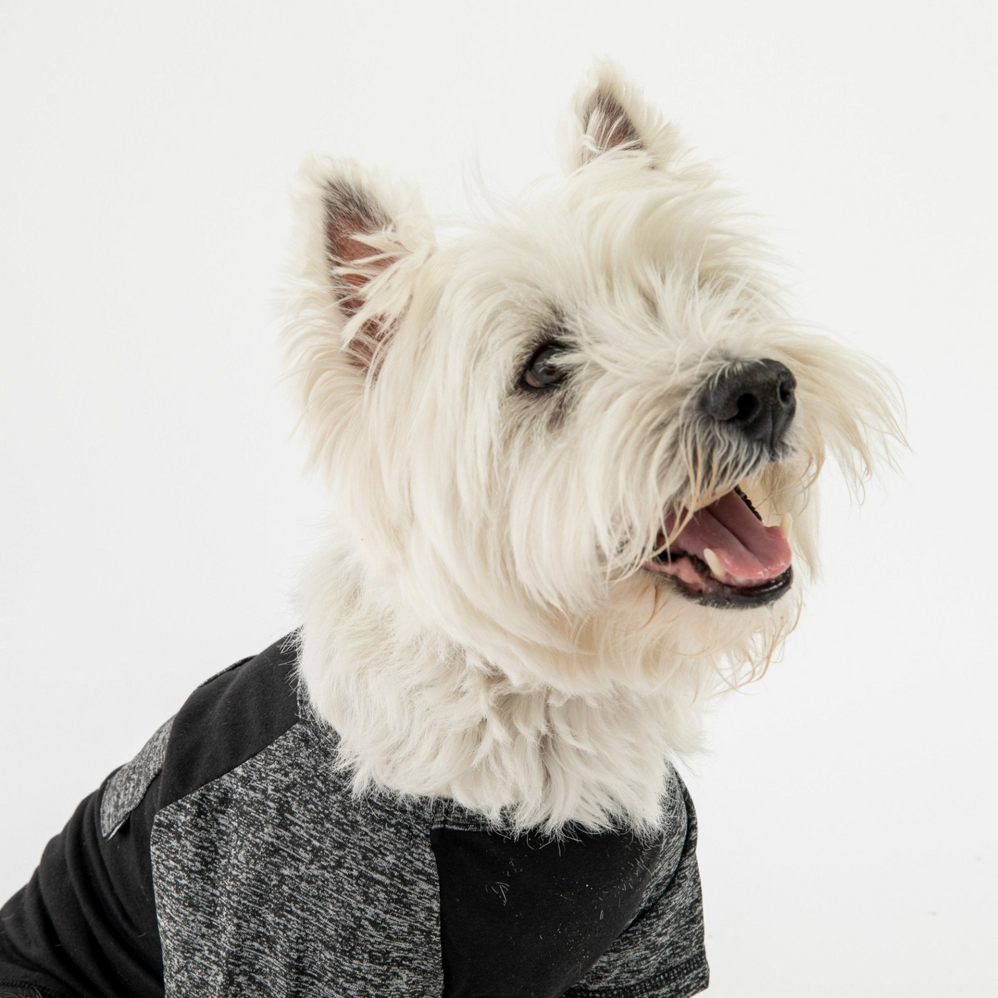 Urban Fit Dog Tee - Black