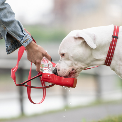 Pet Water Bottle With Foldout Bowl