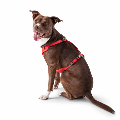 Dog Travel Harness - Red