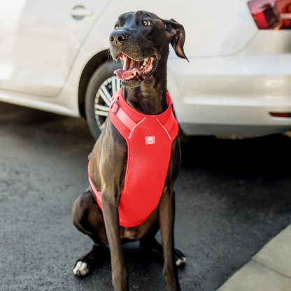 Dog Travel Harness - Red