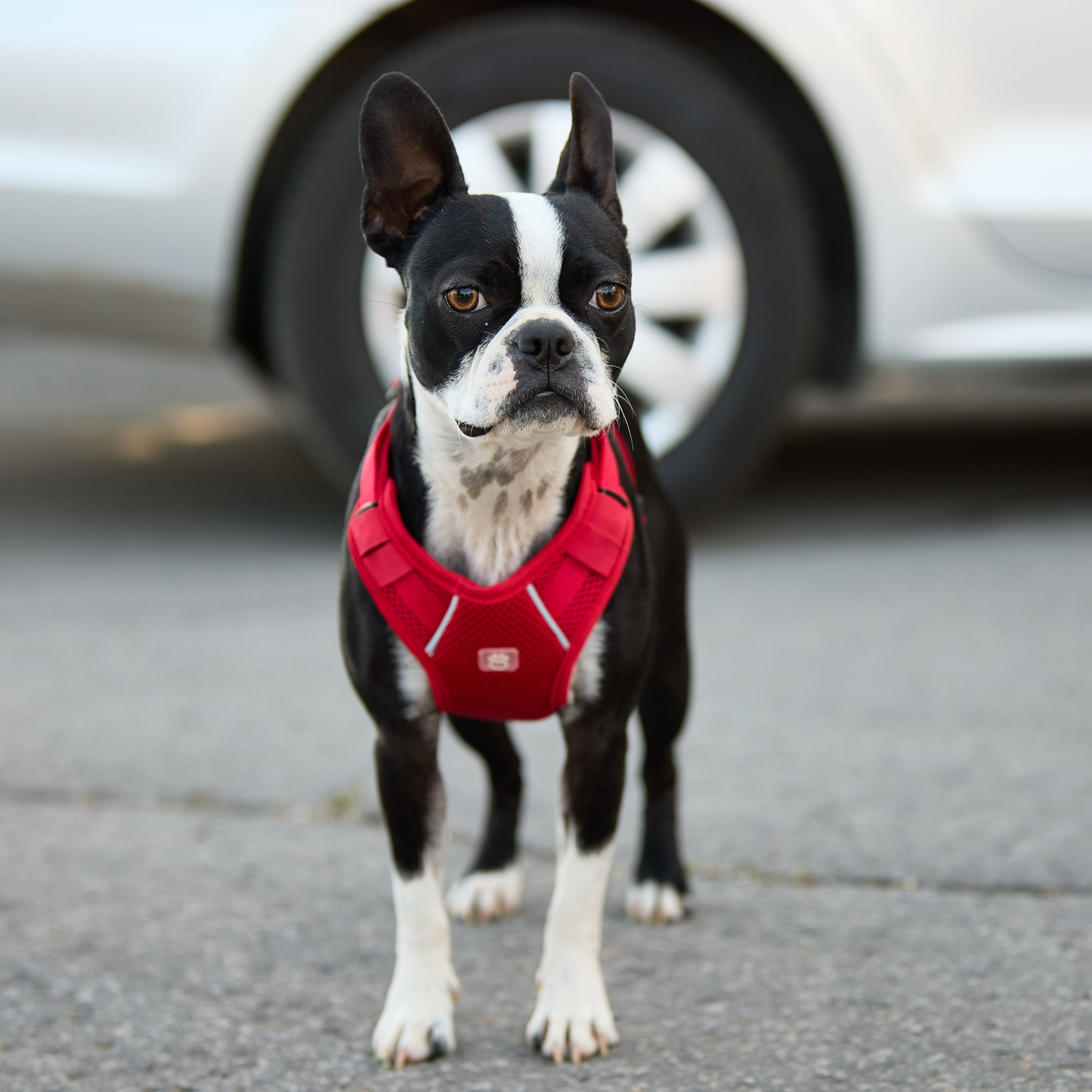 Dog Travel Harness - Red