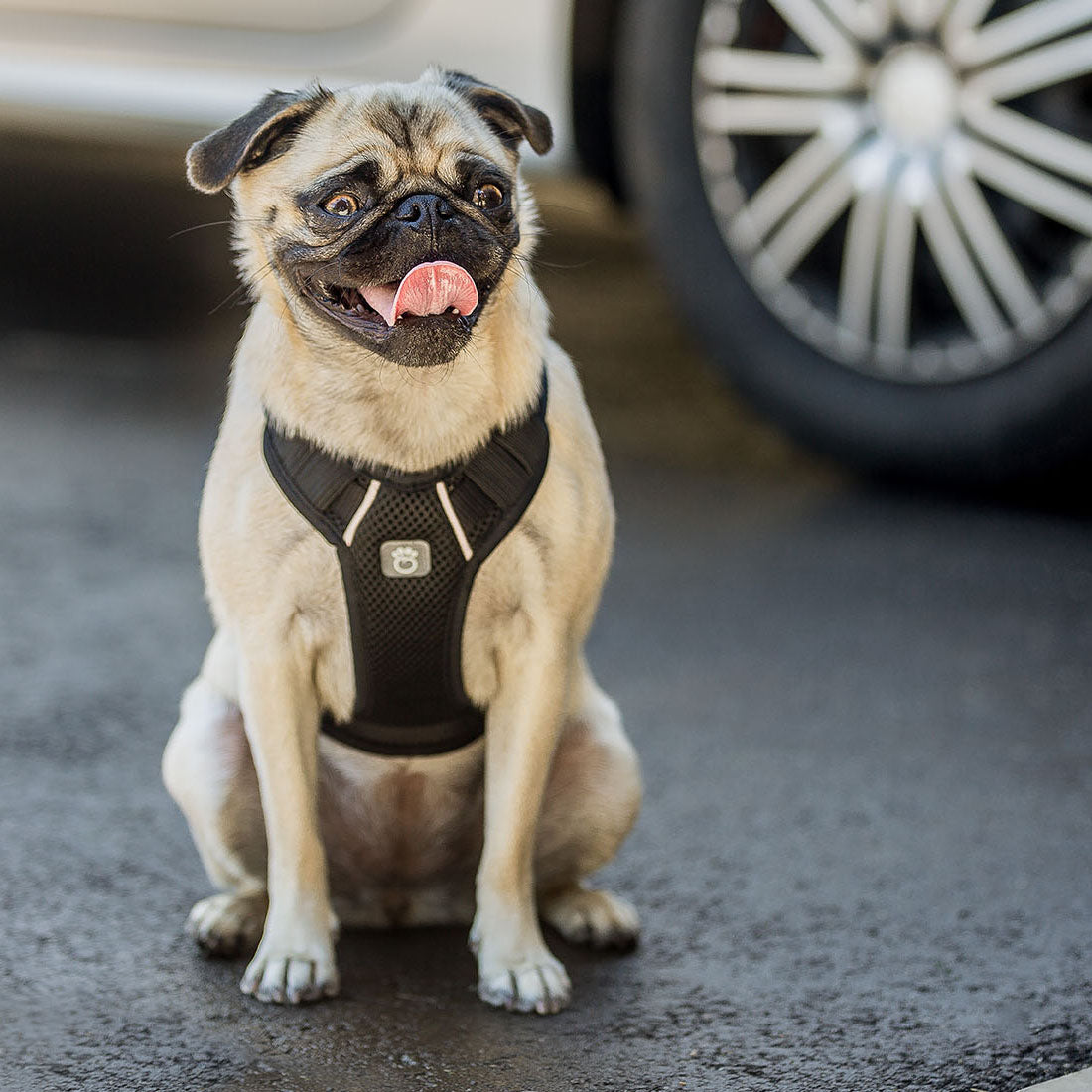 Dog Travel Harness - Black