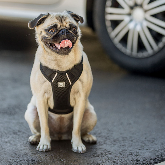 Dog Travel Harness - Black | GF Pet