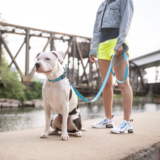 Reflective Collar - Neon Blue | GF Pet