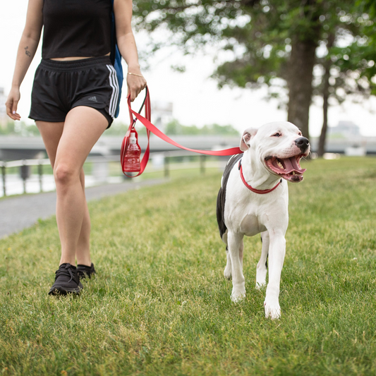 Reflective Collar - Red | GF Pet