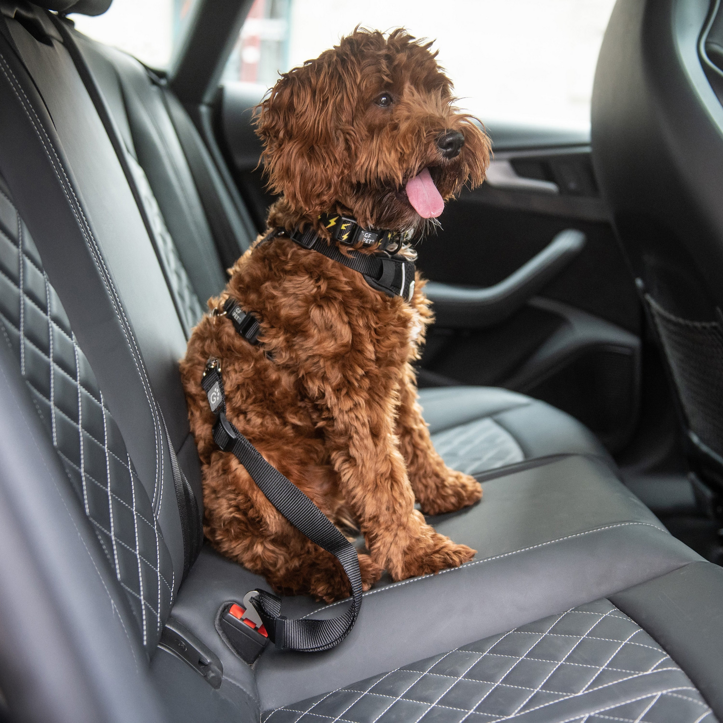 Correa de cinturón de seguridad para mascotas GF PET