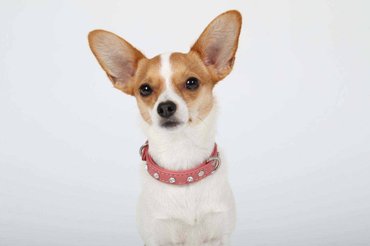 Collar para perros Atenas (rosa | morado) 