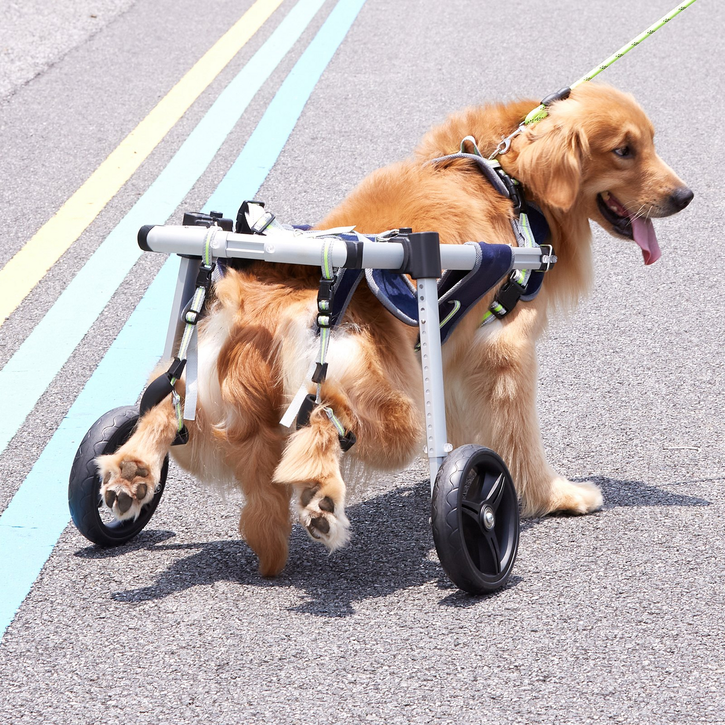 VEVOR Large Dog Wheelchair, 2-Wheel, Adjustable for Back Legs, Lightweight