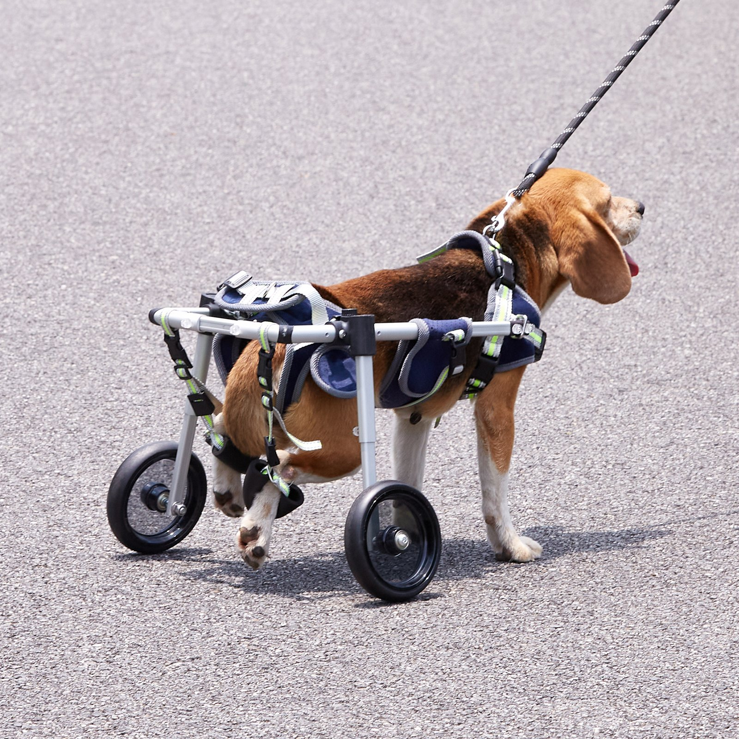 VEVOR XS Dog Wheelchair, 2-Wheel, Adjustable, Lightweight for Back Legs