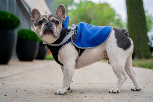 2-in-1 Thermal Dog Fleece Jacket with Integrated Harness - Royal Blue | American Pet Supplies