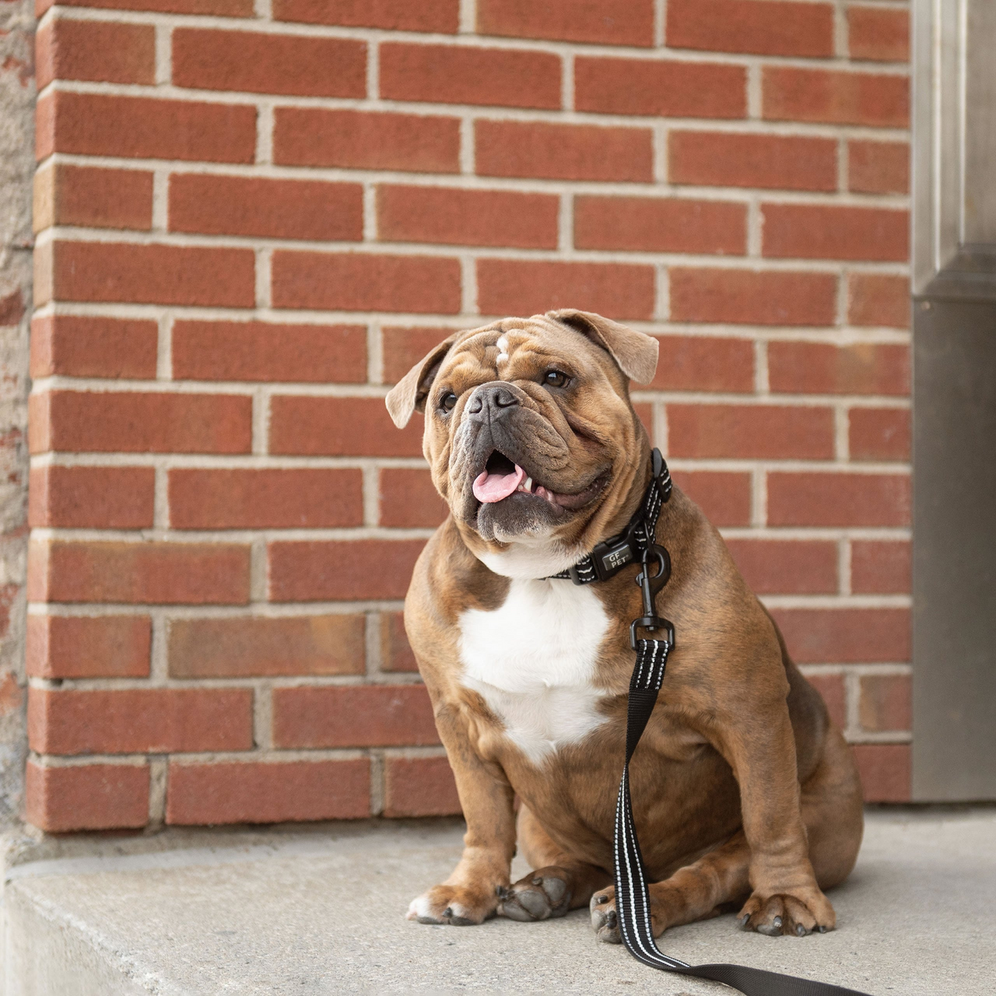 Reflective Dog Leash - Black