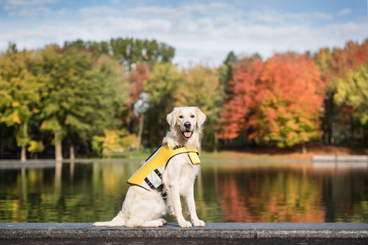 Dog Life Vest & Life Jacket | GF Pet