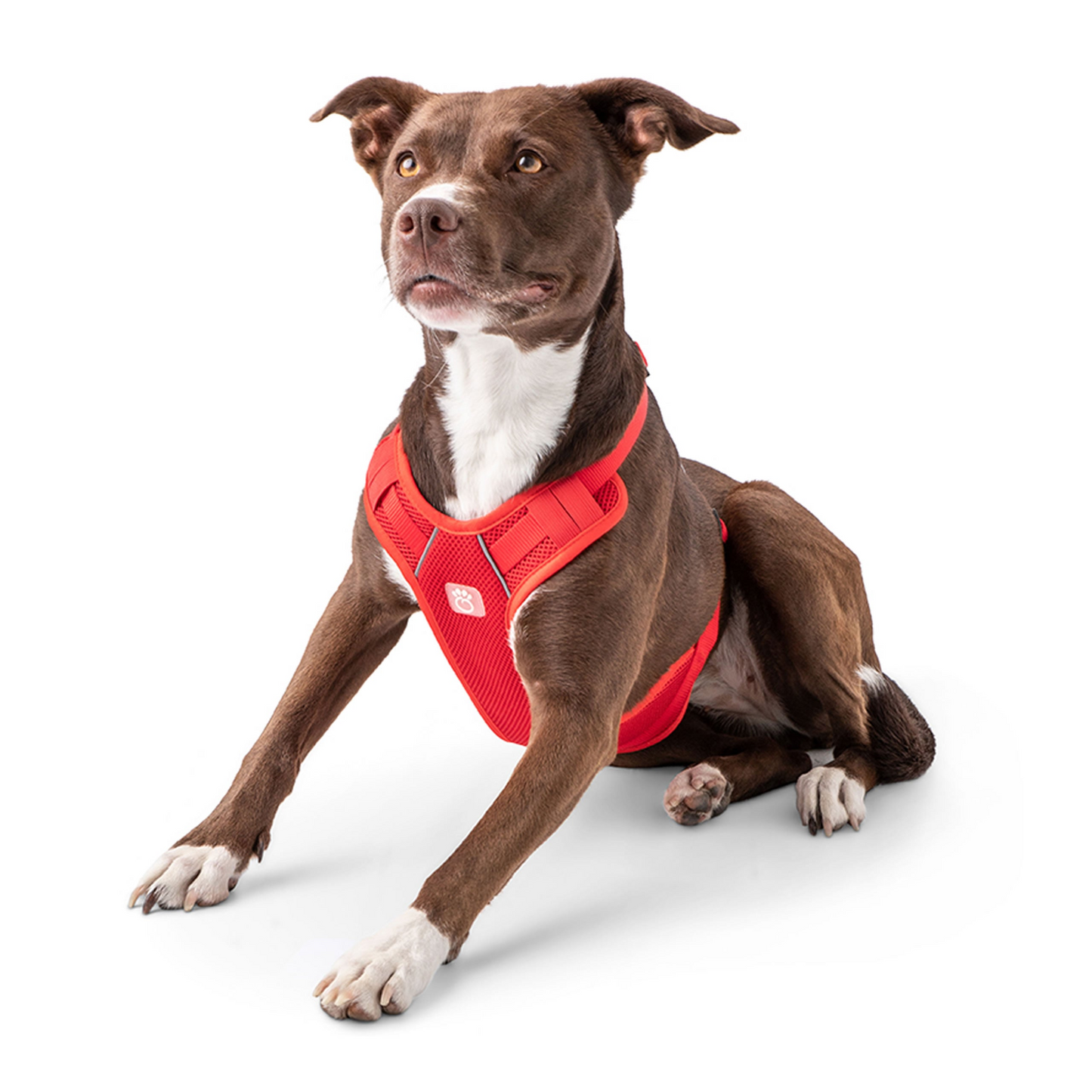 Dog Travel Harness - Red