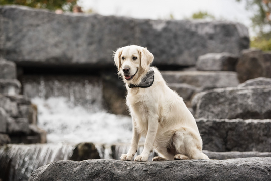 Dog Cooling Bandana - Keep Your Pet Cool and Comfortable | US Army